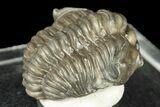 Fossil Trilobite (Calymene breviceps) - St Paul, Indiana #188877-2